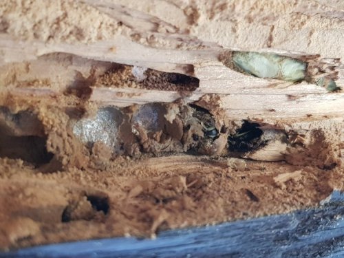 Traitement de charpente contre les termites à Avignon